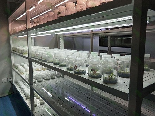 金乡植物组织培养实验室设计建设方案